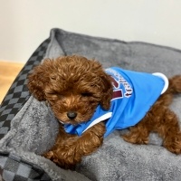 Poodle (Minyatür Kaniş), Köpek  Lidya fotoğrafı