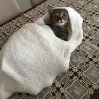 Tekir Kedi, Kedi  Aco fotoğrafı