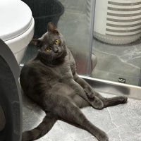 British Longhair, Kedi  Gece fotoğrafı
