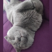 Scottish Fold, Kedi  Gofret fotoğrafı