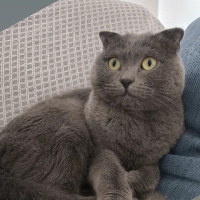 Scottish Fold, Kedi  Gofret fotoğrafı