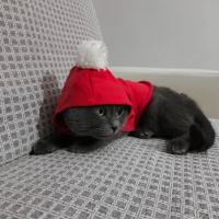 Scottish Fold, Kedi  Gofret fotoğrafı