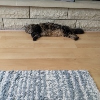 Norwegian Forest, Kedi  Suşi fotoğrafı