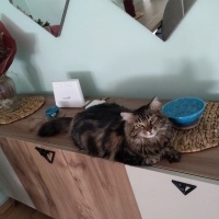 Norwegian Forest, Kedi  Suşi fotoğrafı