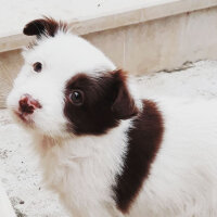 Border Collie, Köpek  Pasamm fotoğrafı