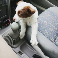 Border Collie, Köpek  Pasamm fotoğrafı