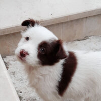 Border Collie, Köpek  Pasamm fotoğrafı