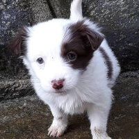 Border Collie, Köpek  Pasamm fotoğrafı