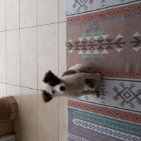 Border Collie, Köpek  Pasamm fotoğrafı