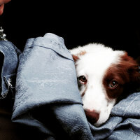 Border Collie, Köpek  Pasamm fotoğrafı