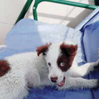 Border Collie, Köpek  Pasamm fotoğrafı