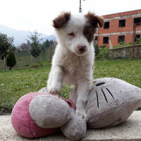 Border Collie, Köpek  Pasamm fotoğrafı