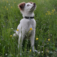 Border Collie, Köpek  Pasamm fotoğrafı