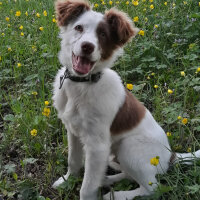 Border Collie, Köpek  Pasamm fotoğrafı