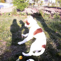 Border Collie, Köpek  Pasamm fotoğrafı