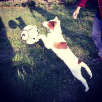 Border Collie, Köpek  Pasamm fotoğrafı