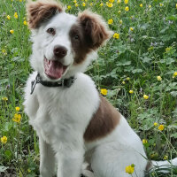 Border Collie, Köpek  Pasamm fotoğrafı