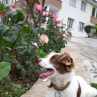 Border Collie, Köpek  Pasamm fotoğrafı