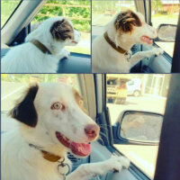 Border Collie, Köpek  Pasamm fotoğrafı