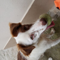 Border Collie, Köpek  Pasamm fotoğrafı