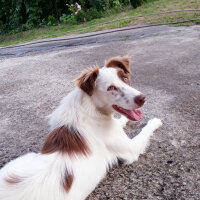 Border Collie, Köpek  Pasamm fotoğrafı