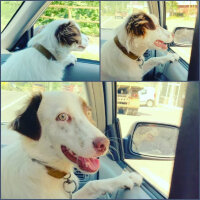 Border Collie, Köpek  Pasamm fotoğrafı