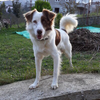 Border Collie, Köpek  Pasamm fotoğrafı