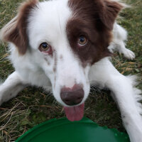 Border Collie, Köpek  Pasamm fotoğrafı