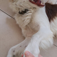 Border Collie, Köpek  Pasamm fotoğrafı