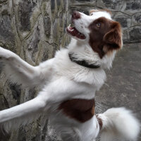 Border Collie, Köpek  Pasamm fotoğrafı