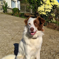 Border Collie, Köpek  Pasamm fotoğrafı