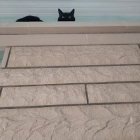 Bombay, Kedi  Bal fotoğrafı