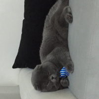 Scottish Fold, Kedi  Romeo fotoğrafı