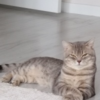 British Shorthair, Kedi  Robin fotoğrafı