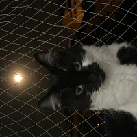 Tuxedo (Smokin) Kedi, Kedi  Şanslı fotoğrafı