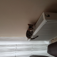 Tekir Kedi, Kedi  Ragnar fotoğrafı
