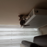 Tekir Kedi, Kedi  Ragnar fotoğrafı