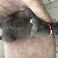 Scottish Fold, Kedi  Maya fotoğrafı