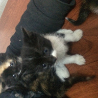 Bombay, Kedi  4 kedi yavru fotoğrafı