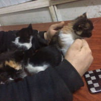 Bombay, Kedi  4 kedi yavru fotoğrafı