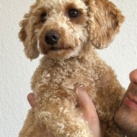 Poodle (Minyatür Kaniş), Köpek  Lily fotoğrafı