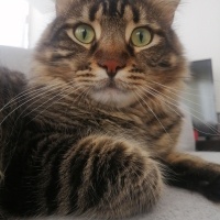 Tekir Kedi, Kedi  Pamuk fotoğrafı