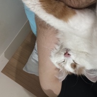 Ankara Kedisi, Kedi  Susam fotoğrafı