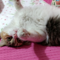 Tekir Kedi, Kedi  Çakıl fotoğrafı