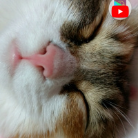 Tekir Kedi, Kedi  Çakıl fotoğrafı