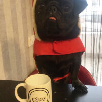 Pug, Köpek  Çiko fotoğrafı