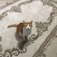 Norwegian Forest, Kedi  ZEUS fotoğrafı