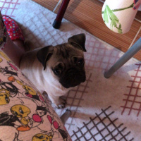 Pug, Köpek  Herkul fotoğrafı