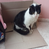 Tekir Kedi, Kedi  Cesur fotoğrafı
