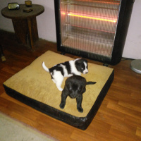 Labrador Retriever, Köpek  Lokum, Koka ve Simsim ile adsız 8 Bebek fotoğrafı